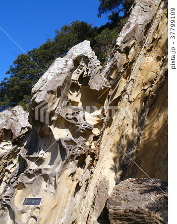 足摺岬、竜串海岸、天橋立石（四国最南端の地） 37799109