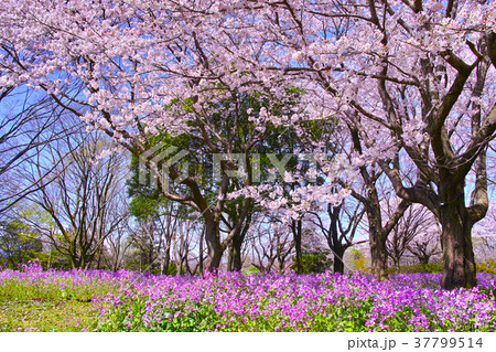 満開の桜とオオアラセイトウ 37799514