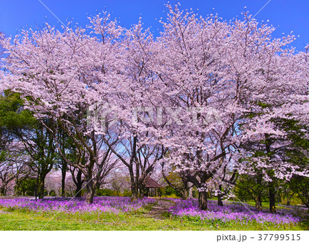 満開の桜とオオアラセイトウ 37799515