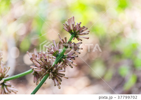Close up Cape of Good Hope flower with green leave Close up Cape of Good Hope flower with green leave 37799702