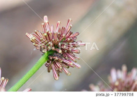 Close up Cape of Good Hope flower with green leave Close up Cape of Good Hope flower with green leave 37799708