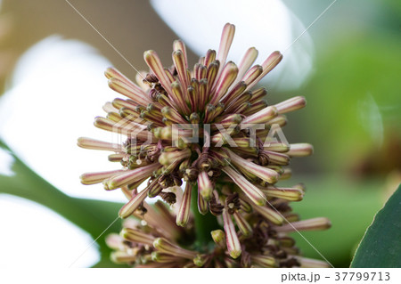 Close up Cape of Good Hope flower with green leave 37799713