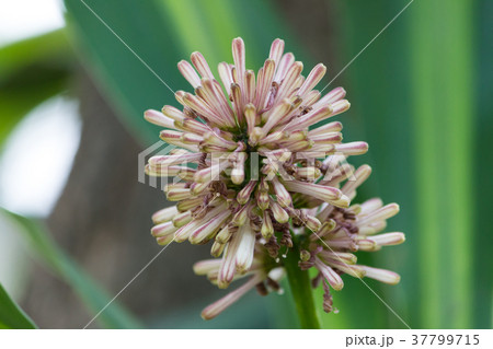 Close up Cape of Good Hope flower with green leave 37799715