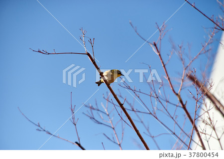 メジロと青空 37800454