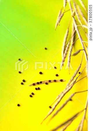 菜の花の種 37800505