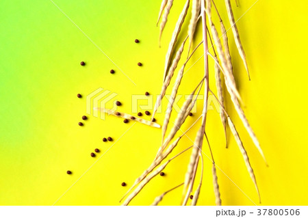 菜の花の種 37800506