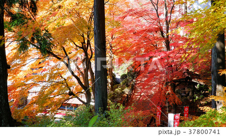 下呂温泉寺の紅葉 下呂温泉寺の紅葉 37800741