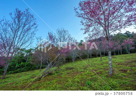 Cherry flower Prunus cerasoides,Giant tiger flower Cherry flower Prunus cerasoides,Giant tiger flower 37800758
