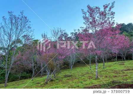 Cherry flower Prunus cerasoides,Giant tiger flower Cherry flower Prunus cerasoides,Giant tiger flower 37800759