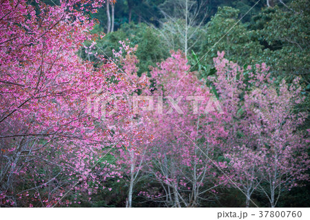 Cherry flower Prunus cerasoides,Giant tiger flower Cherry flower Prunus cerasoides,Giant tiger flower 37800760