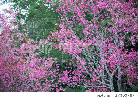 Cherry flower Prunus cerasoides,Giant tiger flower 37800787