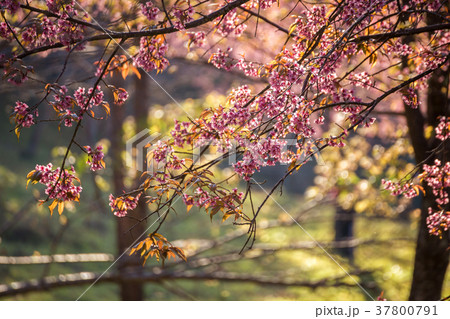 Cherry flower Prunus cerasoides,Giant tiger flower 37800791