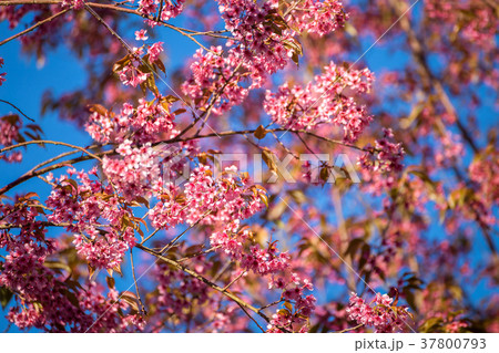 Cherry flower Prunus cerasoides,Giant tiger flower 37800793