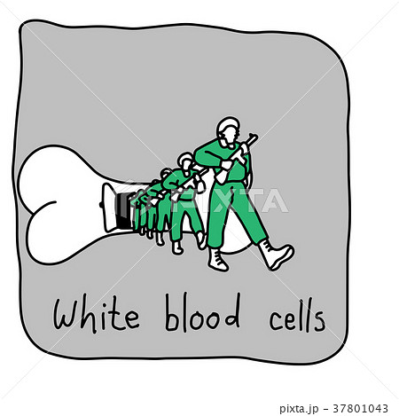white blood cells are from bones 37801043