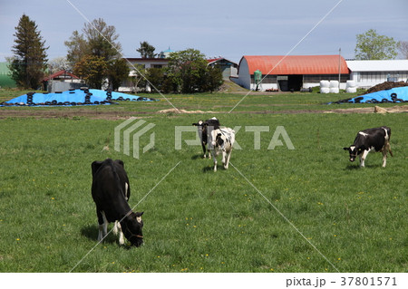牧場_紋別市 37801571