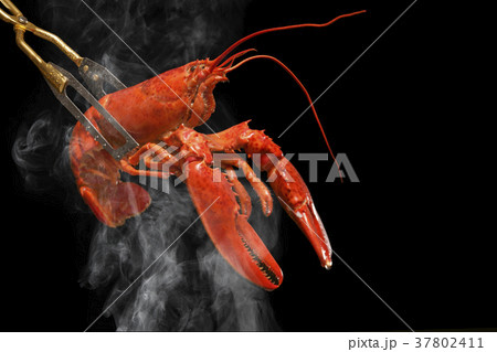 オマールエビ 37802411