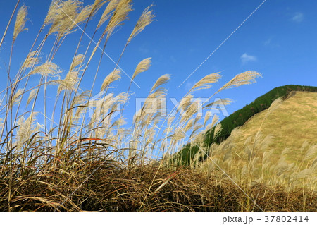 曾爾高原のススキ 曾爾高原のススキ 37802414
