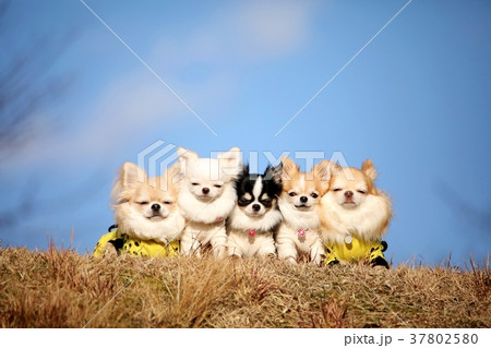 チワワ チワワ 37802580