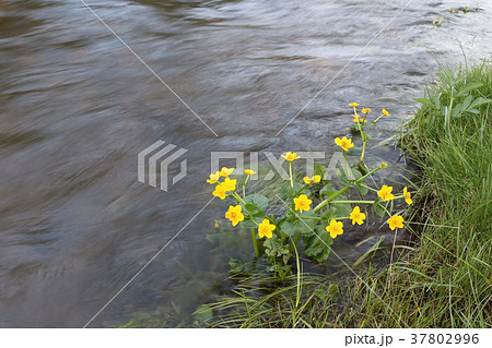 Flowers of Caltha palustris shaking from a water Flowers of Caltha palustris shaking from a water 37802996