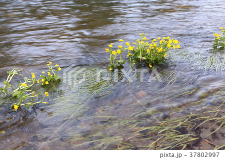 Flowers of Caltha palustris shaking from a water 37802997