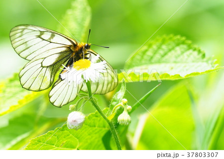 ウスバシロチョウ ウスバシロチョウ 37803307