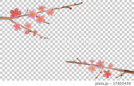 梅 37803439