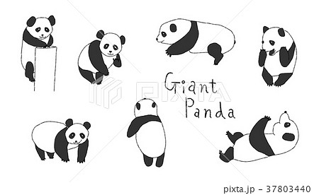 Giant Pandaのイラスト素材