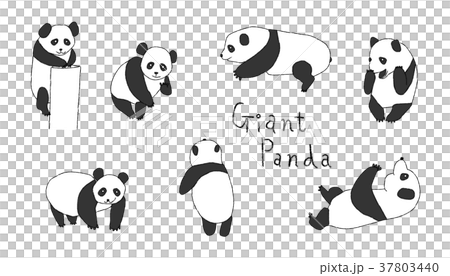 giant panda 37803440