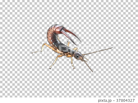 Beetle Beetle 37804327