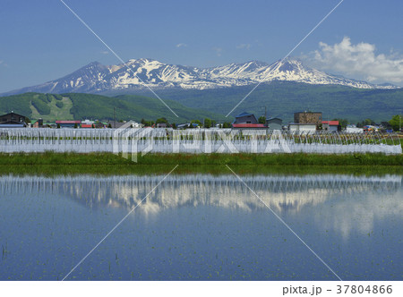 水田と大雪山 37804866