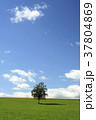 就実の丘_夏の牧場2 就実の丘_夏の牧場2 37804869