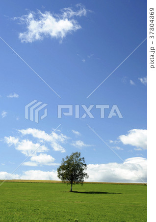 就実の丘_夏の牧場2 37804869