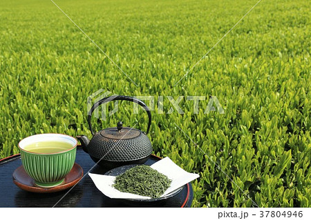 新緑の茶畑と新茶 新緑の茶畑と新茶 37804946