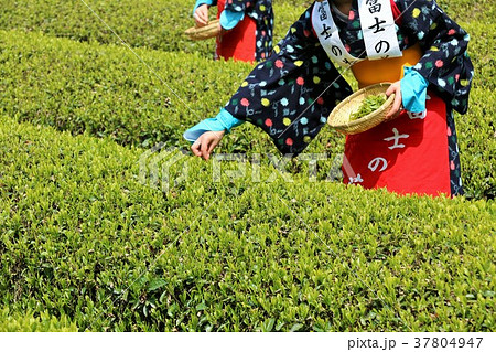 新緑の茶畑と茶摘み娘 37804947