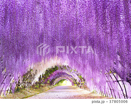 北九州　河内藤園 37805006