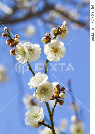 梅の花 梅の花 37805964