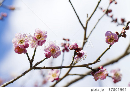 梅の花 梅の花 37805965