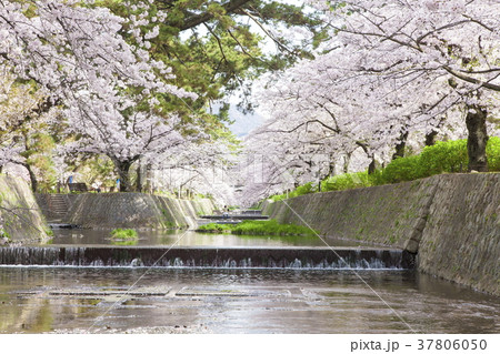 桜満開の夙川公園 兵庫県西宮市にての写真素材