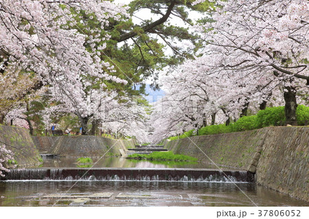 桜満開の夙川公園 兵庫県西宮市にての写真素材