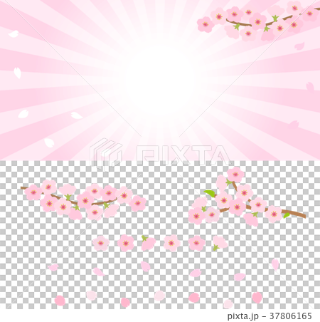桜のバナー背景素材のイラスト素材