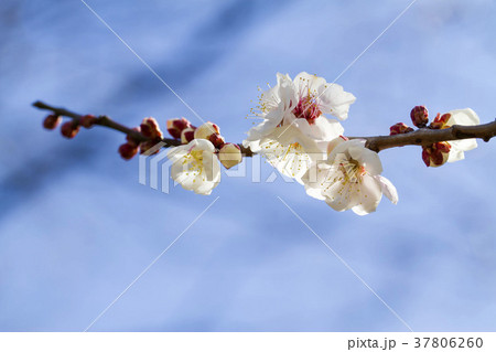 梅の花 37806260