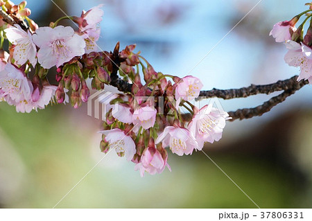 カンザクラのアップ 37806331