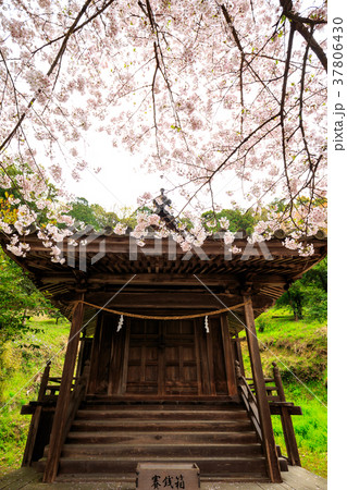 春の吉備津神社 岩山宮と桜 岡山県岡山市 春の吉備津神社 岩山宮と桜 岡山県岡山市 37806430
