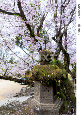 春の吉備津神社　境内の桜　岡山県岡山市 37806509