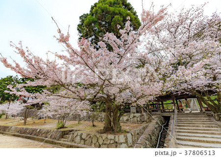 春の吉備津神社　境内の桜　岡山県岡山市 37806513