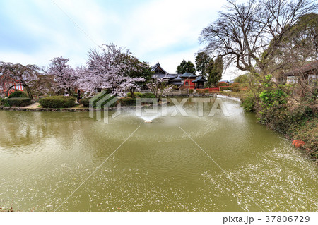 春の吉備津神社　神池の島に鎮座する宇賀神社と桜　岡山県岡山市 37806729