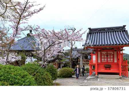春の吉備津神社　神池の島に鎮座する宇賀神社と桜　岡山県岡山市 37806731