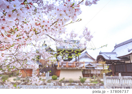 春の吉備津神社 神池の島に鎮座する宇賀神社と桜 岡山県岡山市 春の吉備津神社 神池の島に鎮座する宇賀神社と桜 岡山県岡山市 37806737