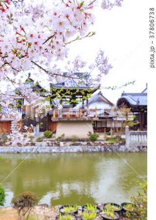 春の吉備津神社 神池の島に鎮座する宇賀神社と桜 岡山県岡山市 春の吉備津神社 神池の島に鎮座する宇賀神社と桜 岡山県岡山市 37806738