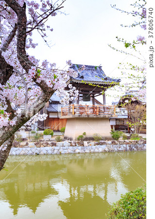 春の吉備津神社 神池の島に鎮座する宇賀神社と桜 岡山県岡山市 春の吉備津神社 神池の島に鎮座する宇賀神社と桜 岡山県岡山市 37806740